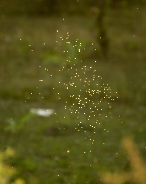 istock midges in the sun in the nature 871145924