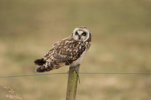 istock Short eared Owl, Asio flammeus 871148236