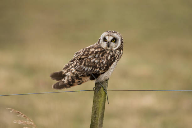 istock Short eared Owl, Asio flammeus 871148246