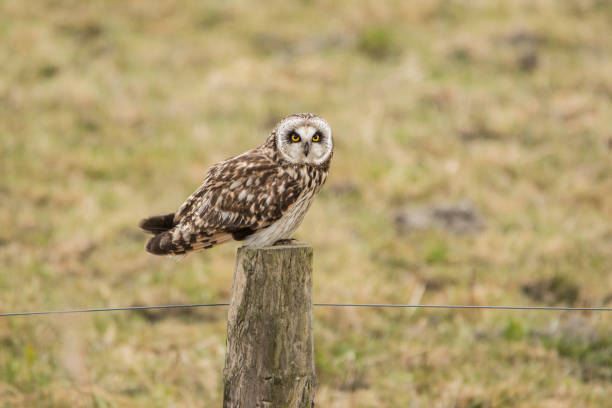 istock Short eared Owl, Asio flammeus 871148306