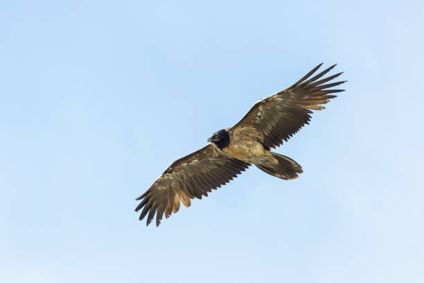 istock portrait juvenile bearded vulture (gypaetus barbatus) flying blue sky spread wings 871148954