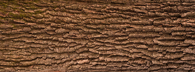 Panoramic photo of the oak texture.