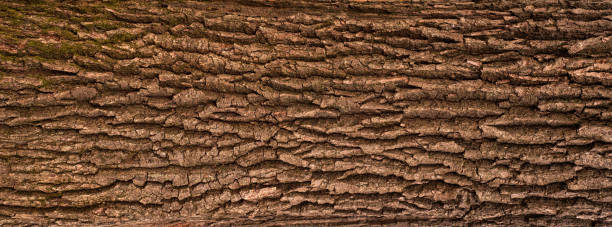 wytłaczana faktura kory dębu. - tree trunk wood old weathered zdjęcia i obrazy z banku zdjęć