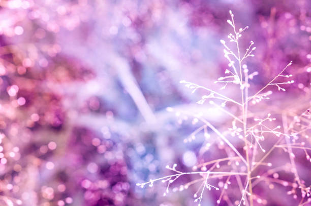 istock soft focus  grass flower violet,purple bokeh background 871159166