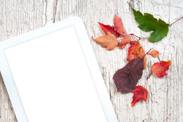 digital tablet white empty screen with colorful autumn leaves on white wooden planks