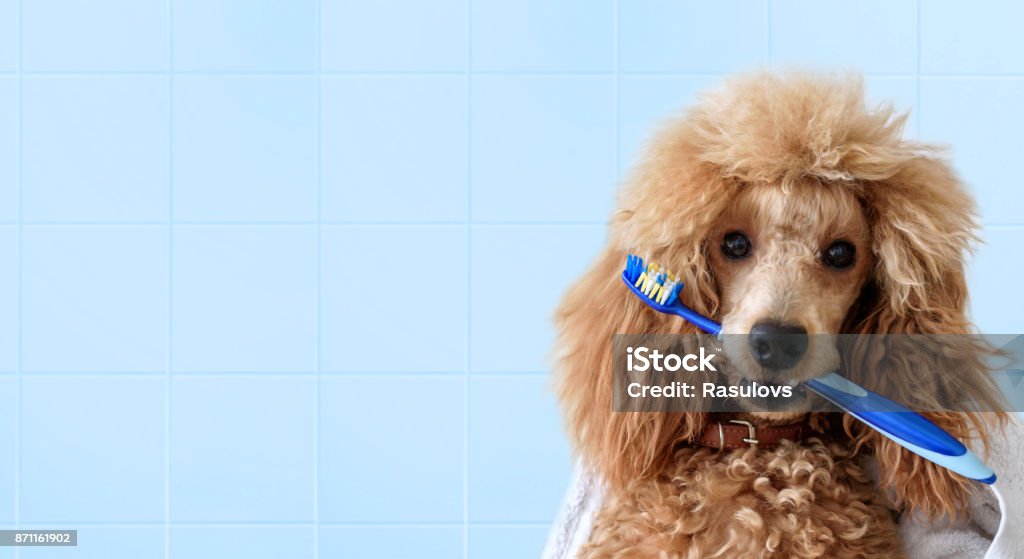 Chien mignon avec la brosse à dents sur la salle de bain. - Photo de Chien libre de droits