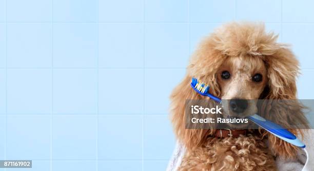 Photo libre de droit de Chien Mignon Avec La Brosse À Dents Sur La Salle De Bain banque d'images et plus d'images libres de droit de Chien