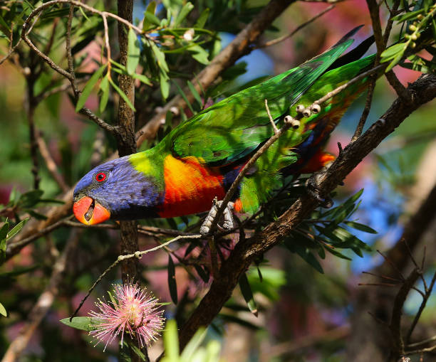 istock Rainbow Lorikeet feeding in a Callistemon tree, Australia 871162358