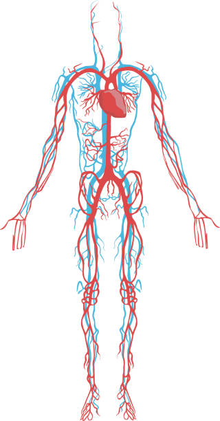 ilustrações de stock, clip art, desenhos animados e ícones de white  background vector illustration of a circulatory system - red blood cell