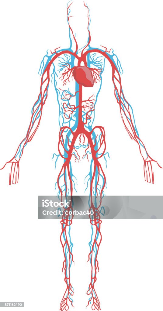 white  background Vector illustration of a circulatory system Cardiovascular System stock vector