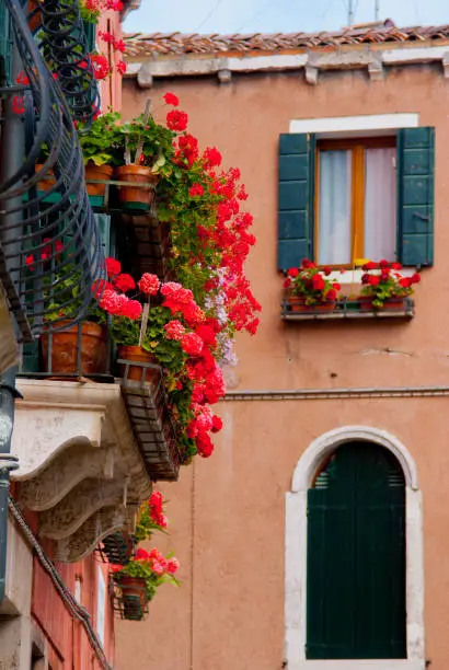 red flowers in Venice