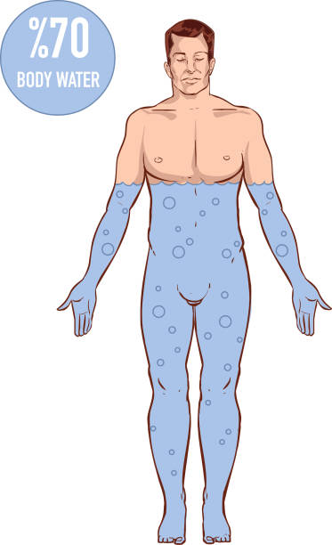 illustrations, cliparts, dessins animés et icônes de illustration vectorielle d’un taux d’eau dans le corps humain - human muscle the human body anatomy body