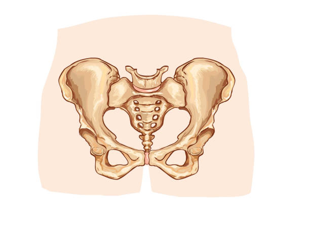 illustrations, cliparts, dessins animés et icônes de illustration vectorielle d’un diagramme de la ceinture pelvienne étiqueté - hip femur ilium pelvis