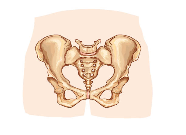 istock vector illustration of a Diagram of the pelvic girdle labeled 871168074
