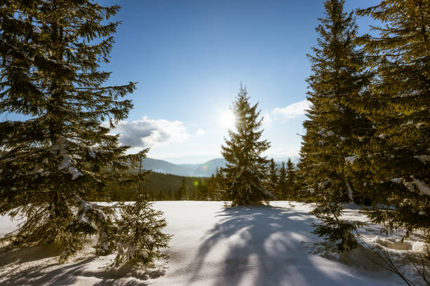 istock Sunny winter mountain - Ukraine 871168118