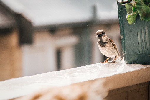one sparrow sits on the windowsill and looks into the lens. place for text