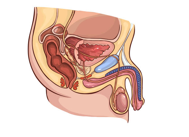 Male Reproductive Organ Illustrations, Royalty-Free Vector Graphics & Clip Art - iStock Male Reproductive Organ Illustrations, Royalty-Free Vector Graphics & Clip Art - iStock
