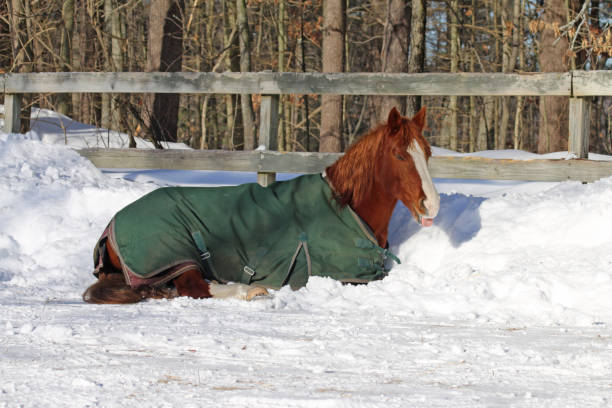 istock Snow Comfort Resting Quarter Horse 871168504