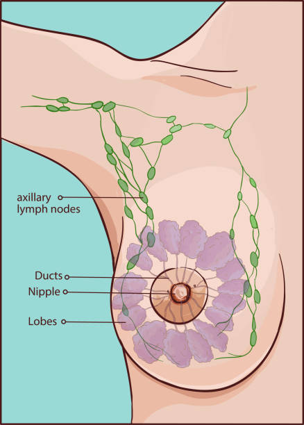 vector illustration of a woman breast anatomy vector art illustration