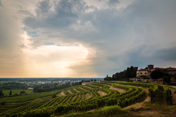 istock Storm over the vineyard 871169602