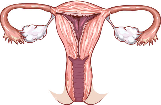 белый фон вектор иллюстрации анатомии вагины - головка пениса иллюстрации stock illustrations