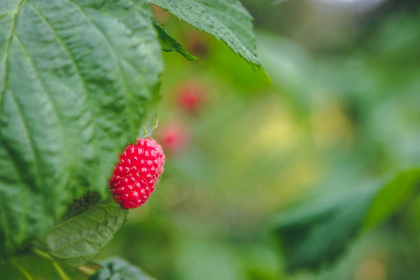 istock Raspberry with red ripe in the garden 871173342