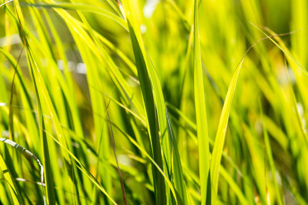 istock green grass in a park in the nature 871176086