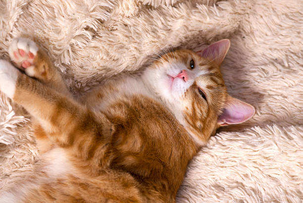 istock Red cat lying on the bed. Pet  couch resting. Fluffy cat sleepi 871180334