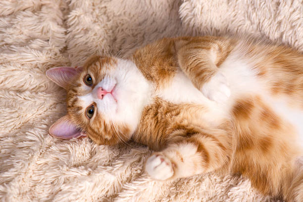 istock Red cat lying on the bed. Pet  couch resting. Fluffy cat sleepi 871180584