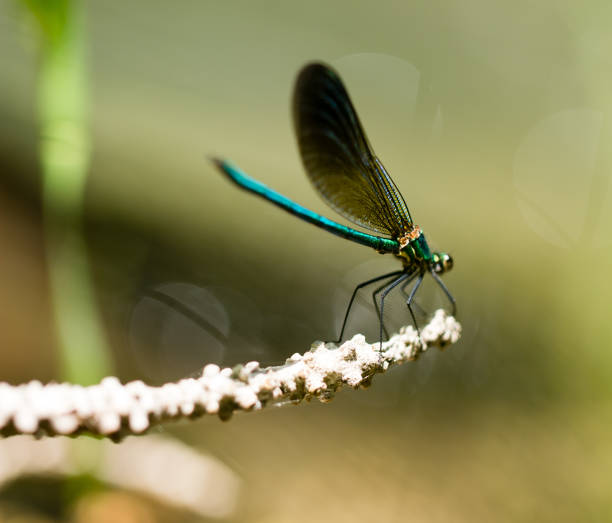 istock dragonfly in the park in nature 871181480