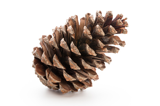 Christmas decor,  pine cone on white background.