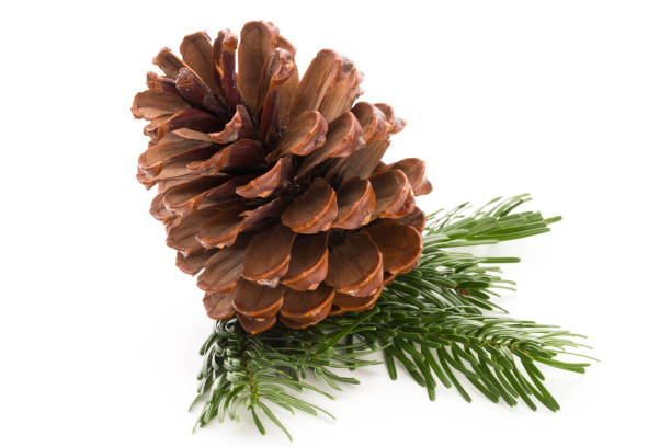 istock Christmas cone with red berries on a bokeh background. 871182460