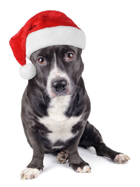 istock Cute black dog with santa hat 871182504