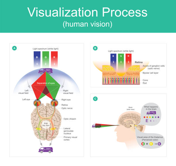 Visualization Process human vision. vector art illustration