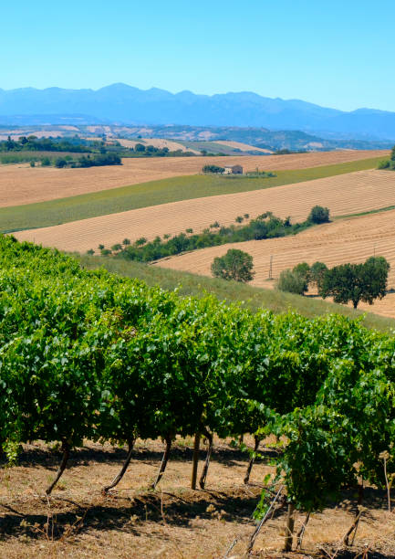 istock Summer landscape in Marches (Italy) near Appignano 871188534