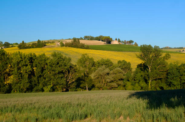 istock Summer landscape in Marches (Italy) near Filottrano 871189144