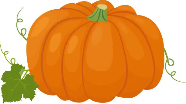 Vector illustration of Orange pumpkin vector illustration. Autumn vegetable