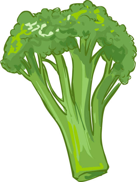 white background vector illustration of a healthy vegetable broccoli white background vector illustration of a healthy vegetable broccoli brokoli stock illustrations