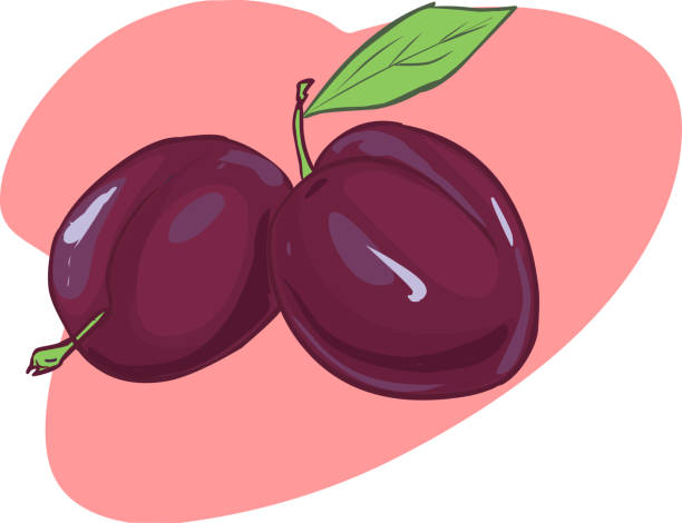 밝은 녹색 잎 절연 신선한 수 분이 많은 붉은 보라색 매 과일 - plum red white background organic stock illustrations