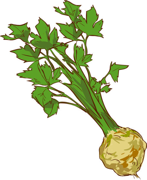 illustrazioni stock, clip art, cartoni animati e icone di tendenza di illustrazione vettoriale sfondo bianco di un sedano vegetale sano - celery leaf celeriac isolated