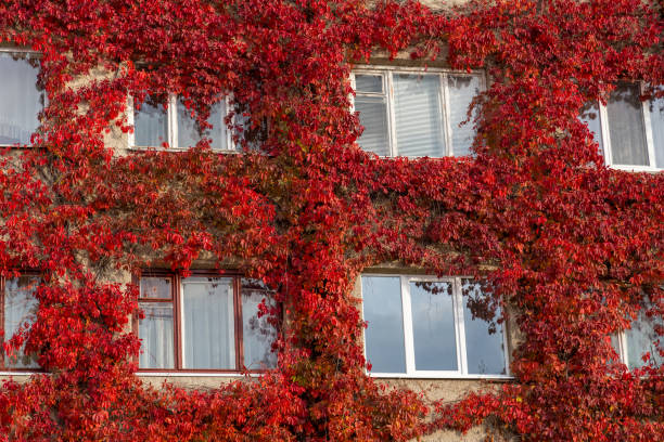 Fall red leafs climb a multi stored building fasade, omitting windows. Seasonal Autumn background.