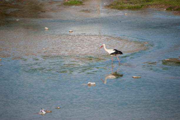 istock Crane bird in the wild 871195930
