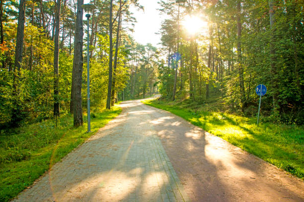 istock Pine forest on the Baltic sea coast in Poland 871196176