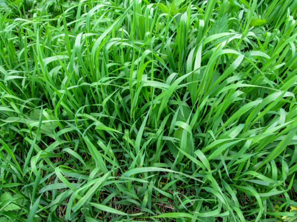 ハマニンニク シロクローバ クローズ アップ-トップ ビューのテクスチャ草 - wheatgrass ストックフォトと画像