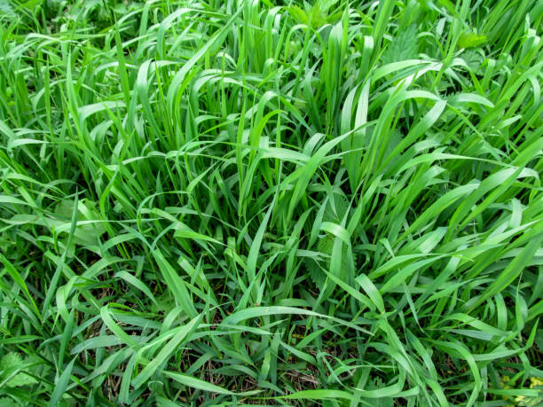Texture grass of the Elymus repens close-up - top view