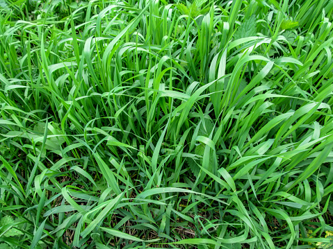 A lot of green juicy grass stalks with long leaves
