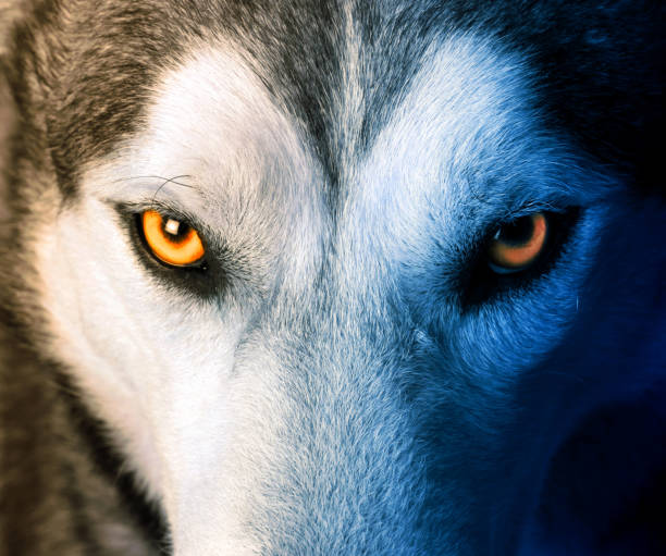 Mystic charm of the wolf Beautiful eyes of a wild wolf timber wolf stock pictures, royalty-free photos & images