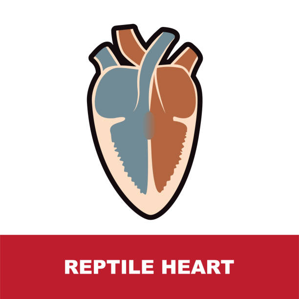 reptile heart anatomy reptile schematic heart anatomy vector format illustration on white background. vertebrate stock illustrations