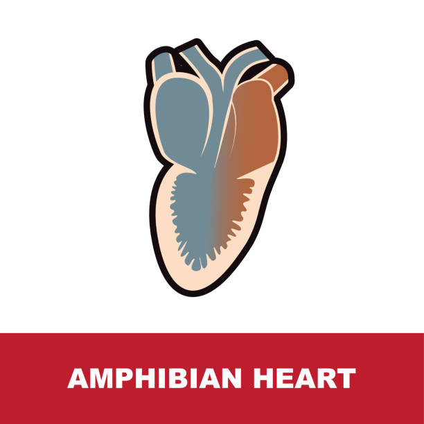 ilustraciones, imágenes clip art, dibujos animados e iconos de stock de anatomía del corazón de anfibios - anatomy animal vein blood human artery