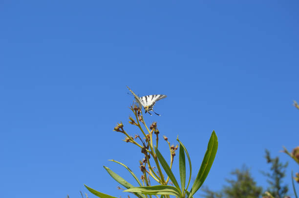 Butterfly sits on the green leaf. Greece, Rhodes Island